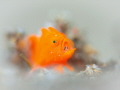   This photo juvenile frogfish caught act eating tiny shrimp. Taken Anilao Batangas Philippines shrimp  